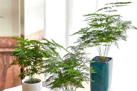 文昌位植物|文昌位適合放什麼植物